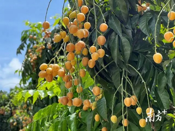 nEO_IMG_p2-事关无核黄皮！云浮探索立法保护 .jpg