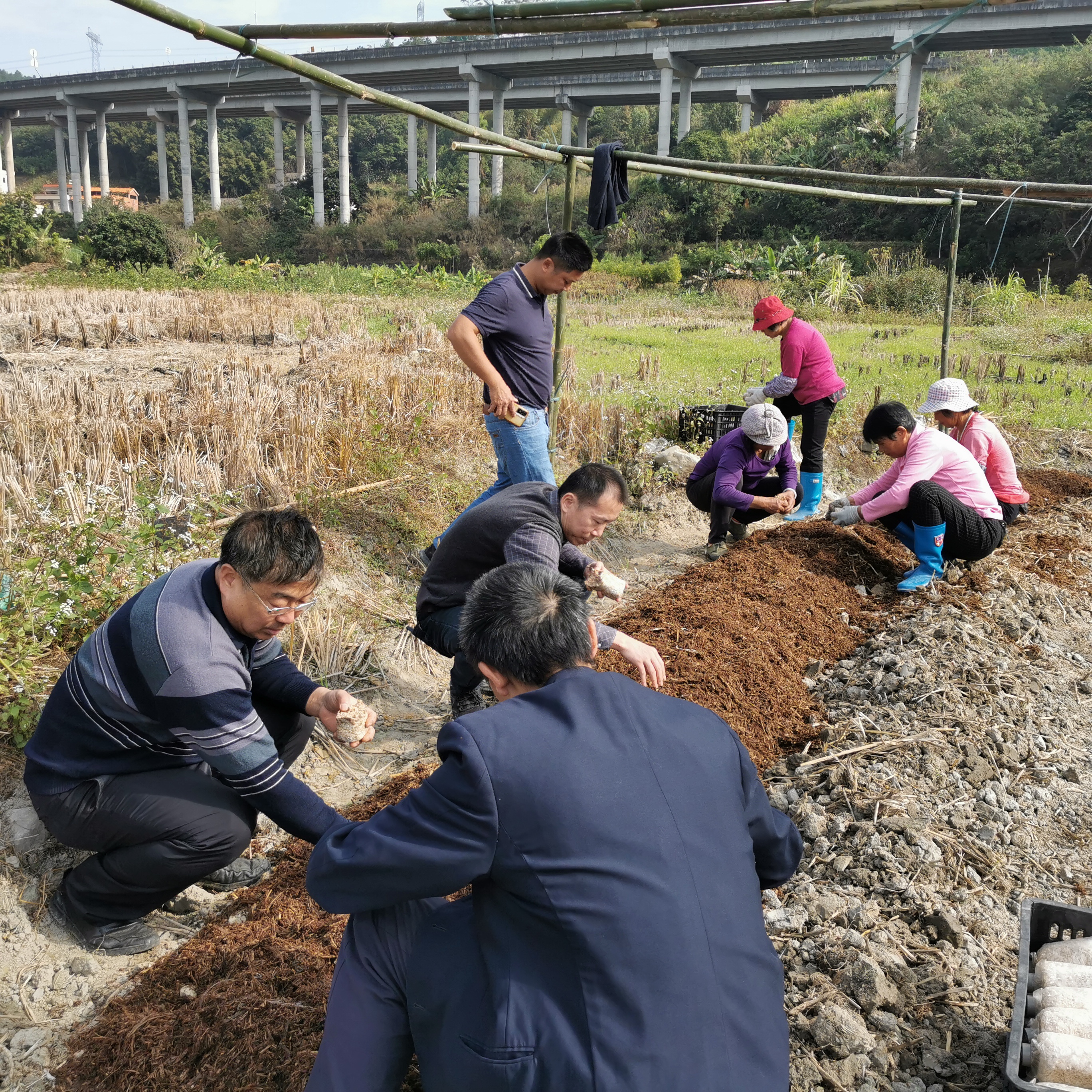 科技兴农食用菌成就乡村特色产业（云浮市农村科技特派员工作信息稿第17期）.doc_2