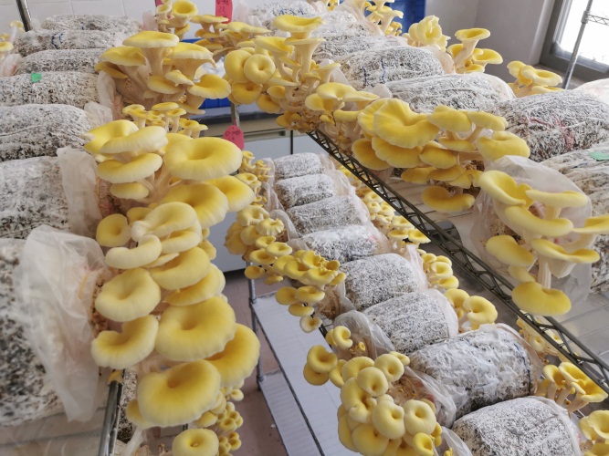 科技兴农食用菌成就乡村特色产业（云浮市农村科技特派员工作信息稿第17期）.doc_3