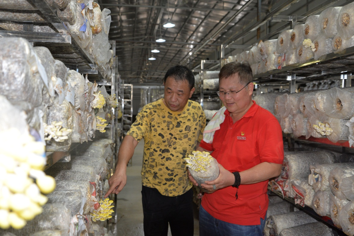 科技兴农食用菌成就乡村特色产业（云浮市农村科技特派员工作信息稿第17期）.doc_5